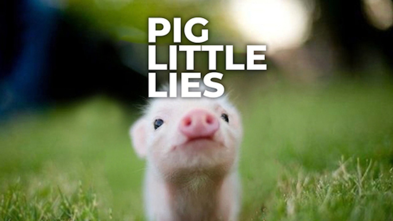 Pig Little Lies