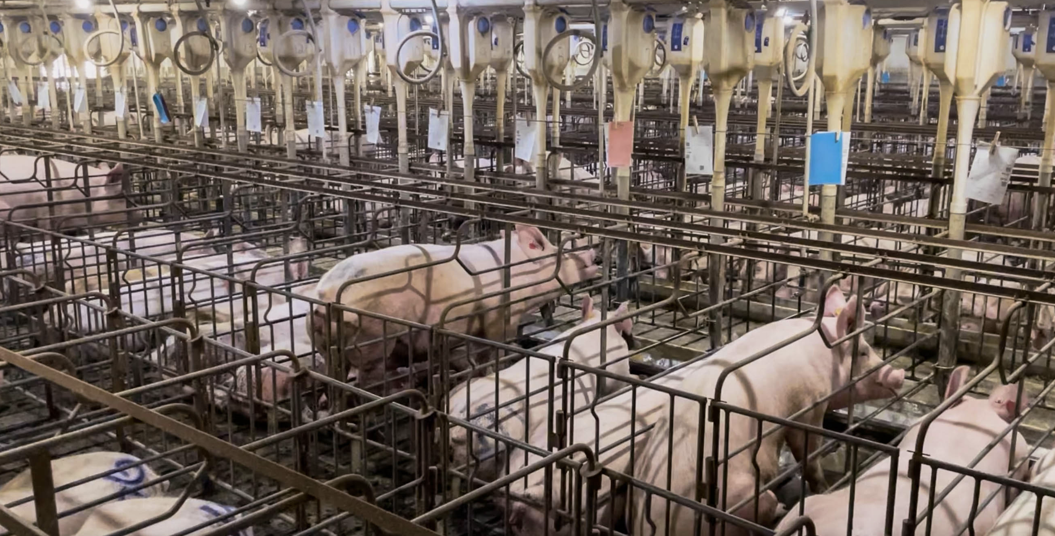 Why New Mercy for Animals' Investigation Made NYT