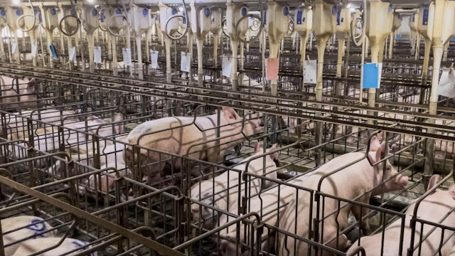 Why New Mercy for Animals' Investigation Made NYT