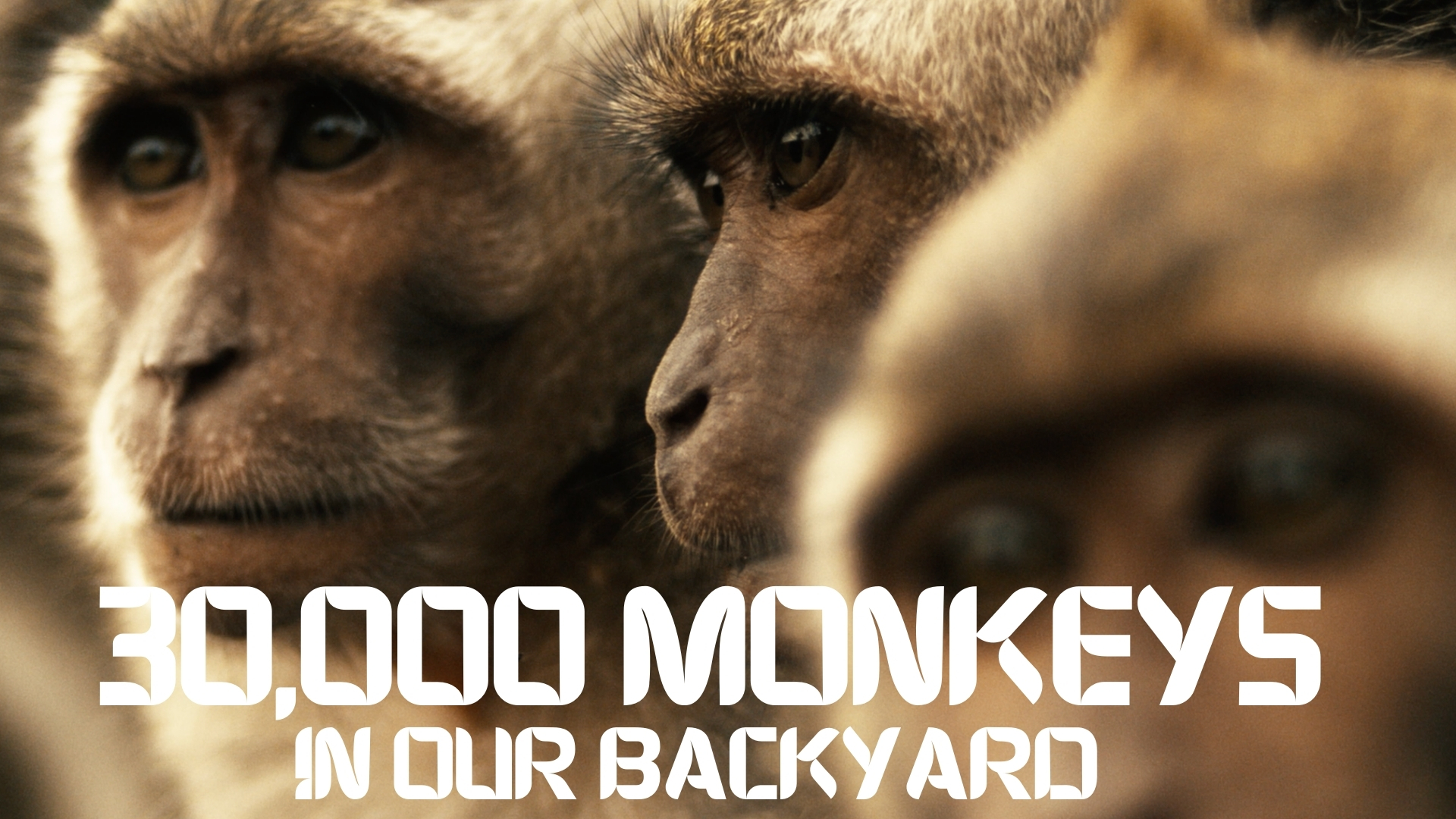 30,000 Monkeys IN OUR BACKYARD