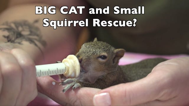 Saving A Very Special Squirrel