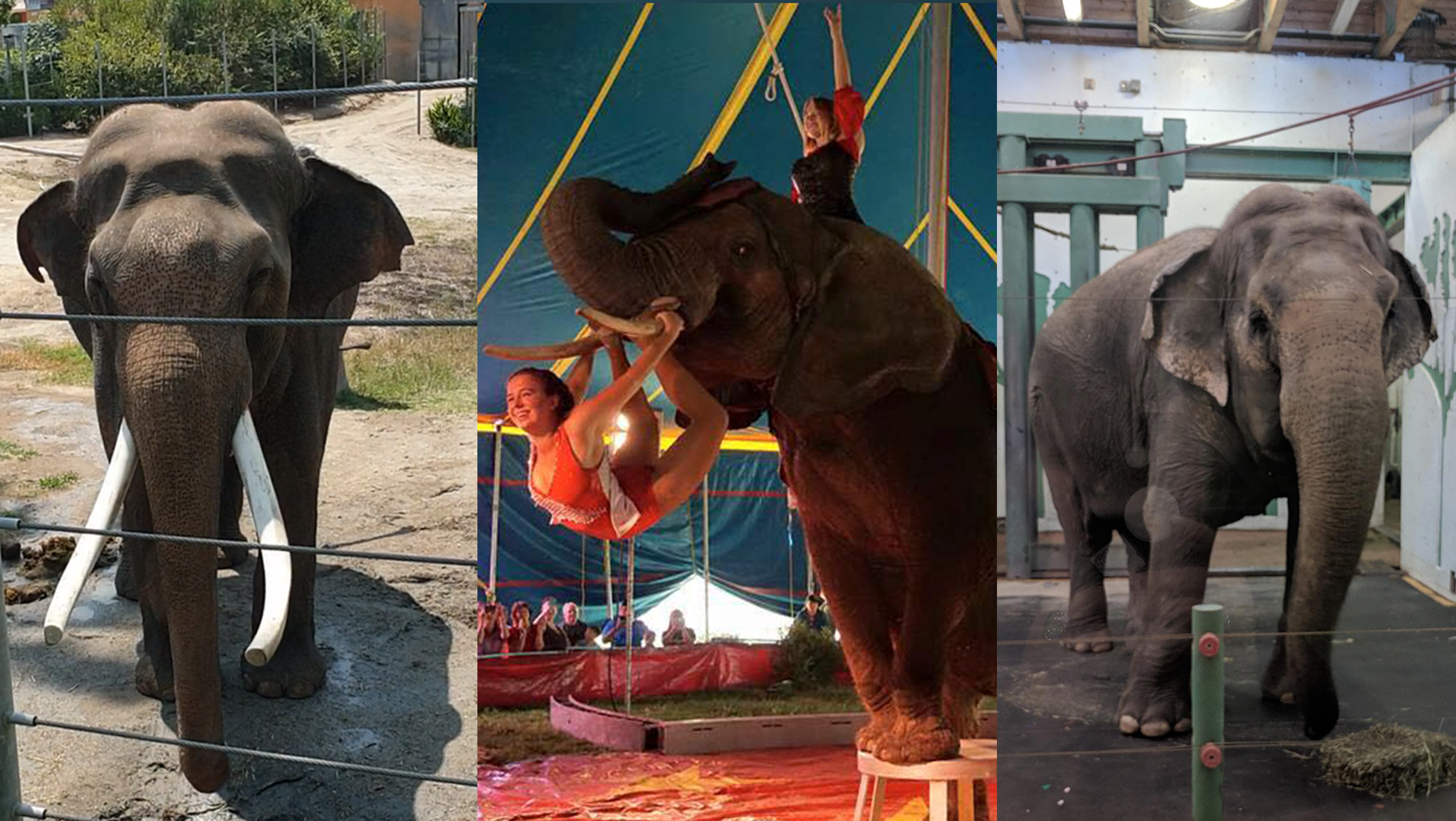 Why Elephants Deserve Sanctuary! 