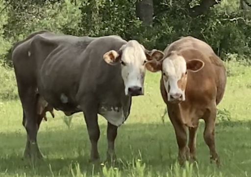 Jan Is a Protective Mama! That's All! 