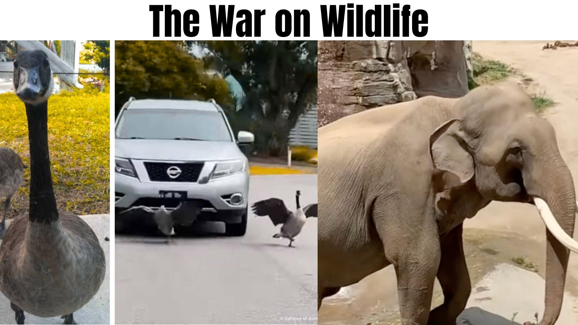 The War on WIldlife!