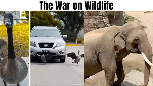 The War on WIldlife!