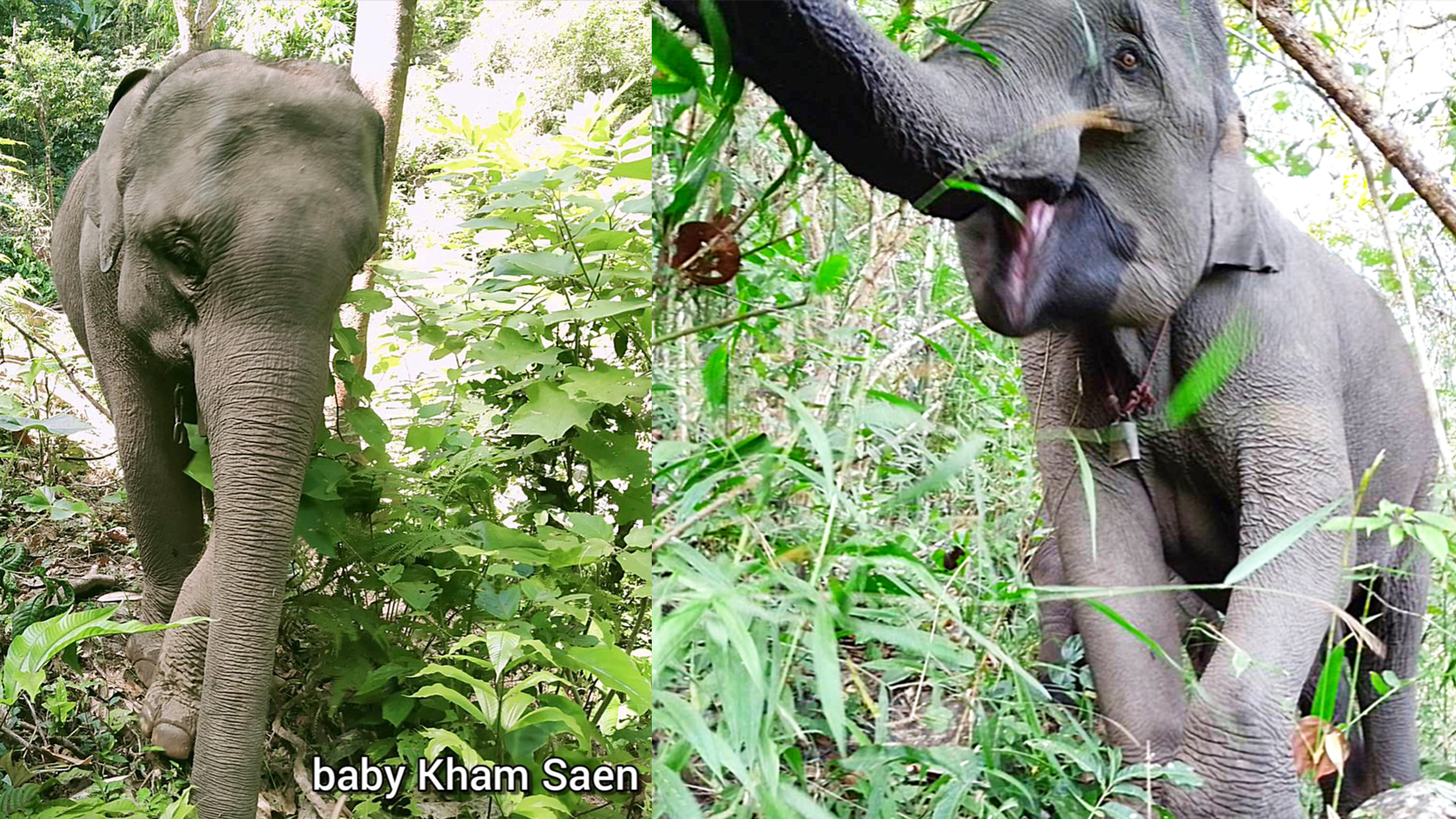 Elephant Owners Taunted With Big Money For Cruel Practices