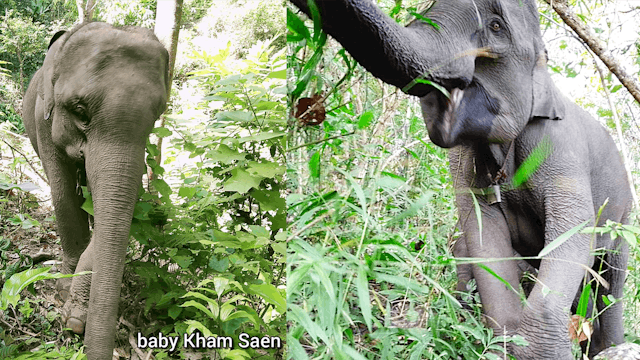 Elephant Owners Taunted With Big Mone...