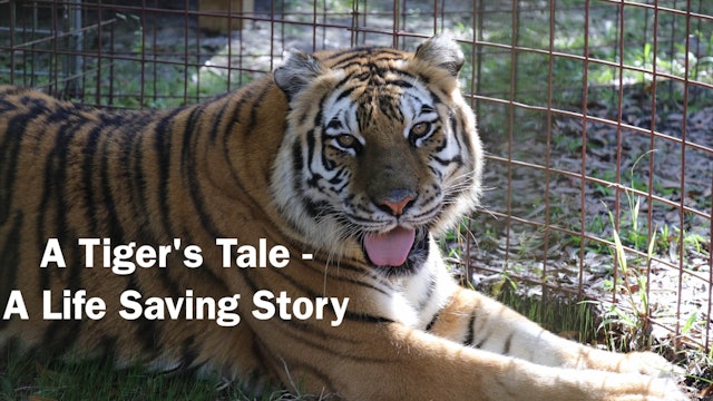 A Tiger's Tale - A Life Saving Story, Episode 1