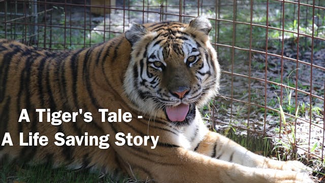 A Tiger's Tale - A Life Saving Story,...