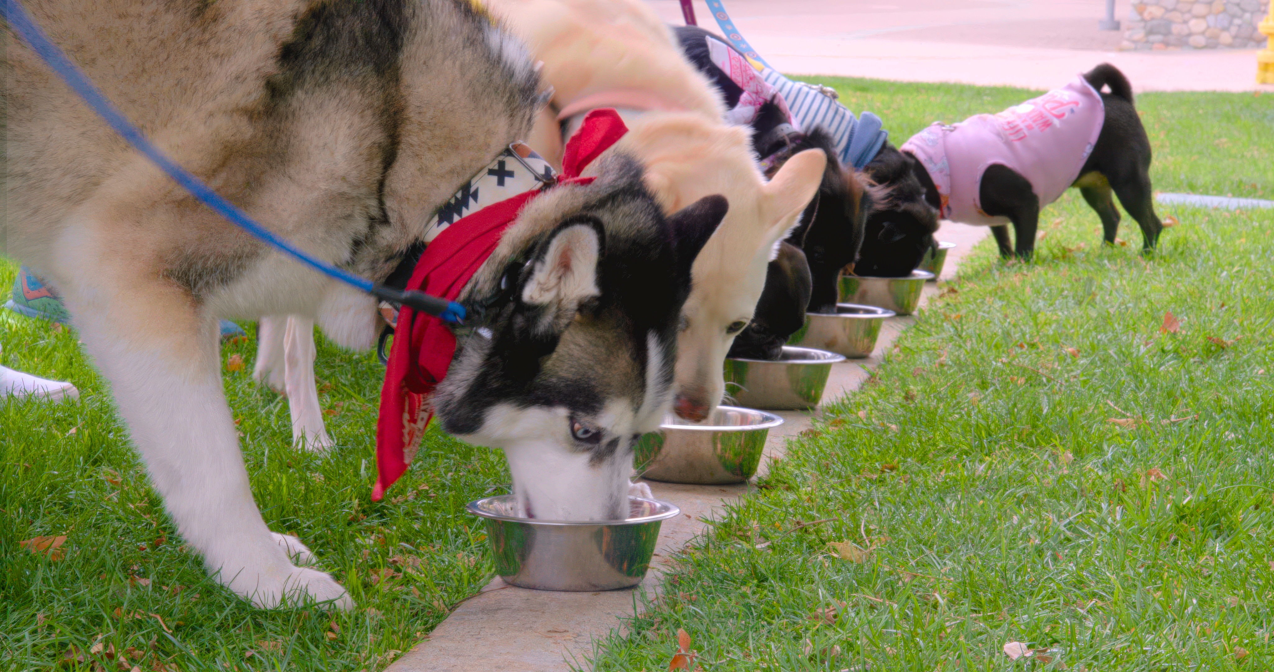 Can Dogs Live on a Plant-Based Diet?