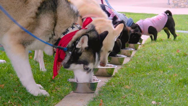 Can Dogs Live on a Plant-Based Diet?