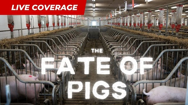 The Fate of Pigs