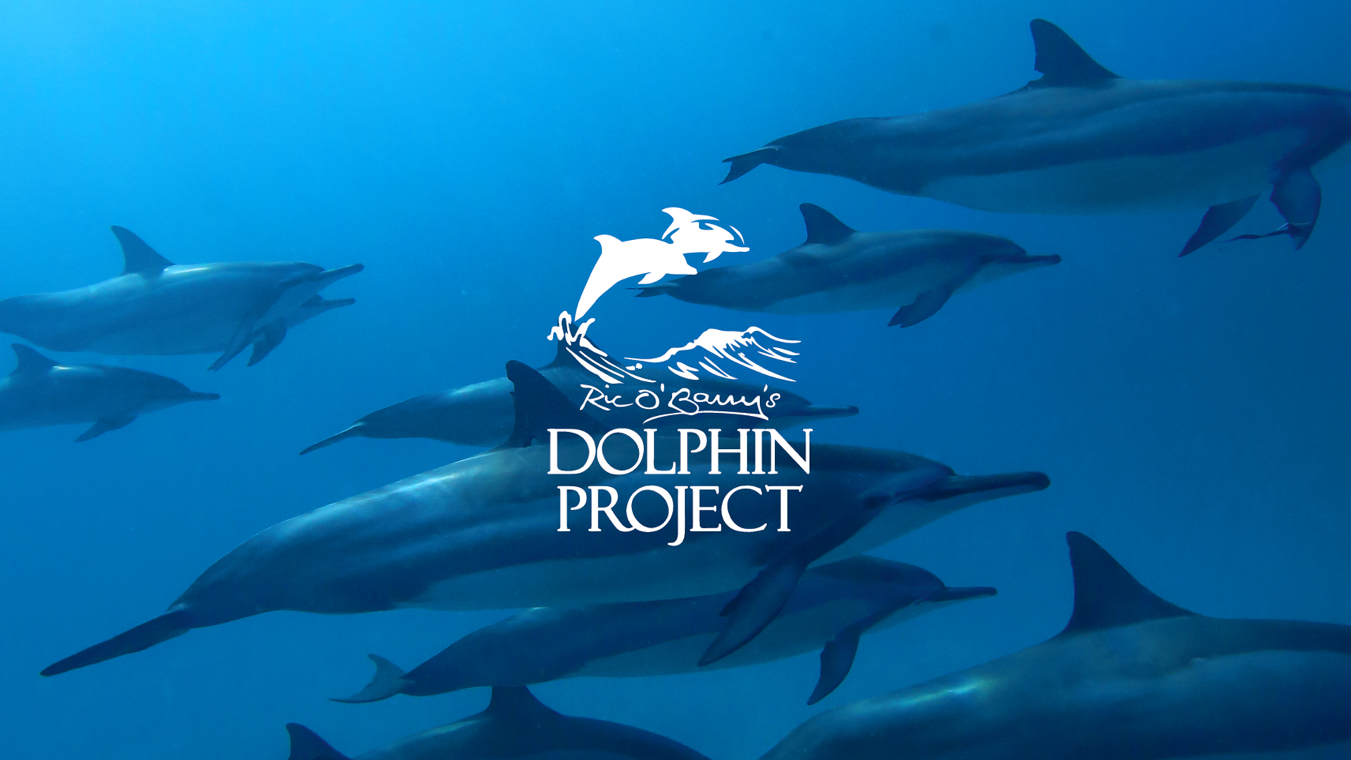Ric O'Barry's Dolphin Project