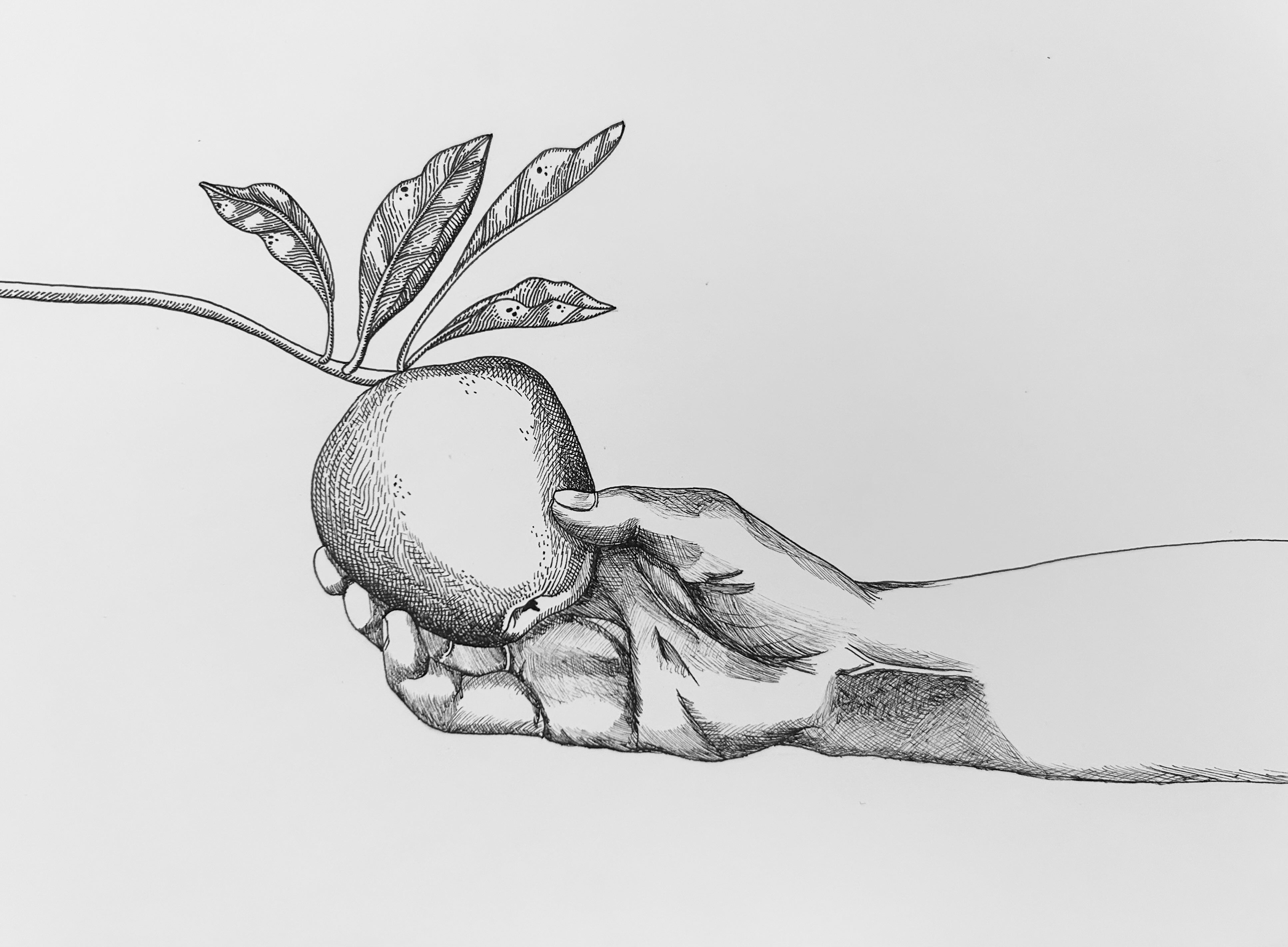 Under the Peach Trees: The Story of the Hochstetler Family