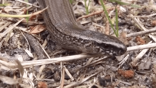 UNIT 2, WEEK 1, LESSON 3, DAY 3 Genes...