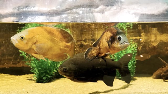 VOLUME 2, UNIT 6, WEEK 2, LESSON 20, ...