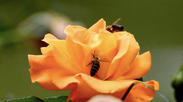 UNIT 6, WEEK 3, LESSON 22, DAY 3 Isaiah 9:2-3; 42:5-7