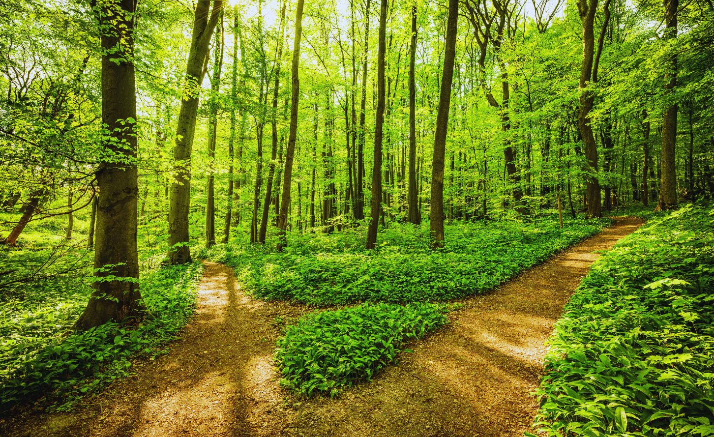 Two Paths, One Choice