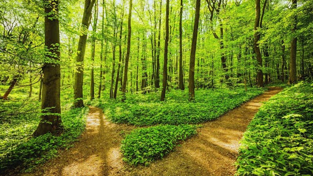 Two Paths, One Choice