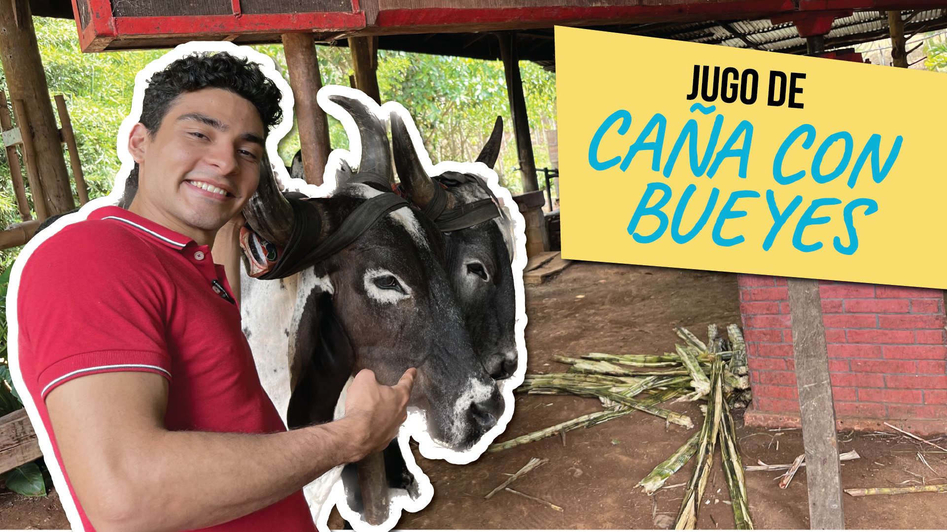 El Vlog: Jugo de caña con bueyes