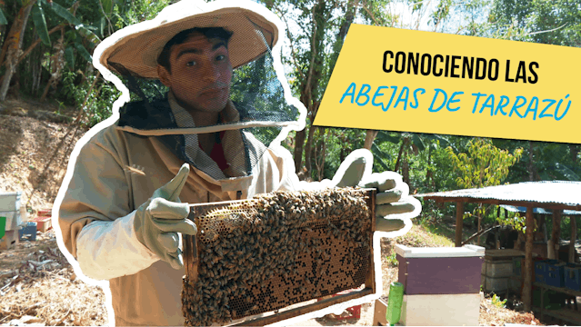 El Vlog: Tour de abejas