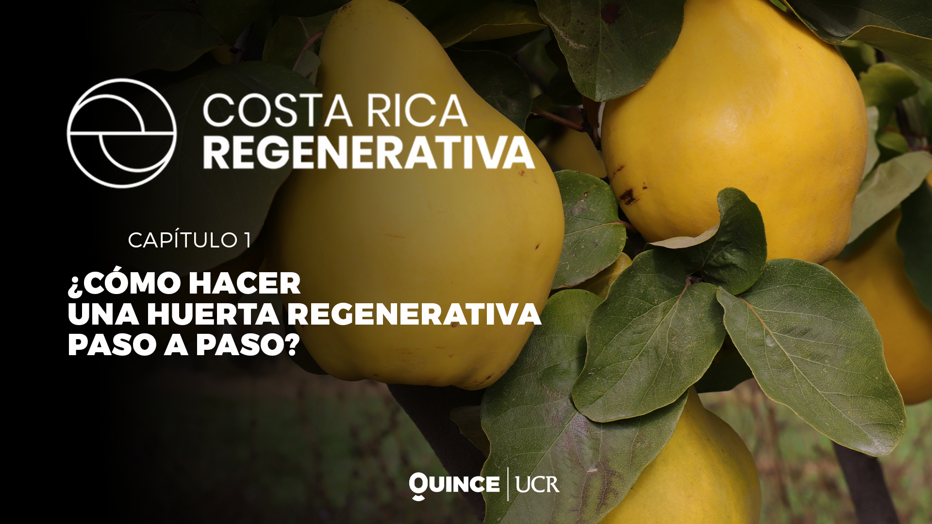 Agricultura regenerativa: ¿Cómo hacer una huerta regenerativa?