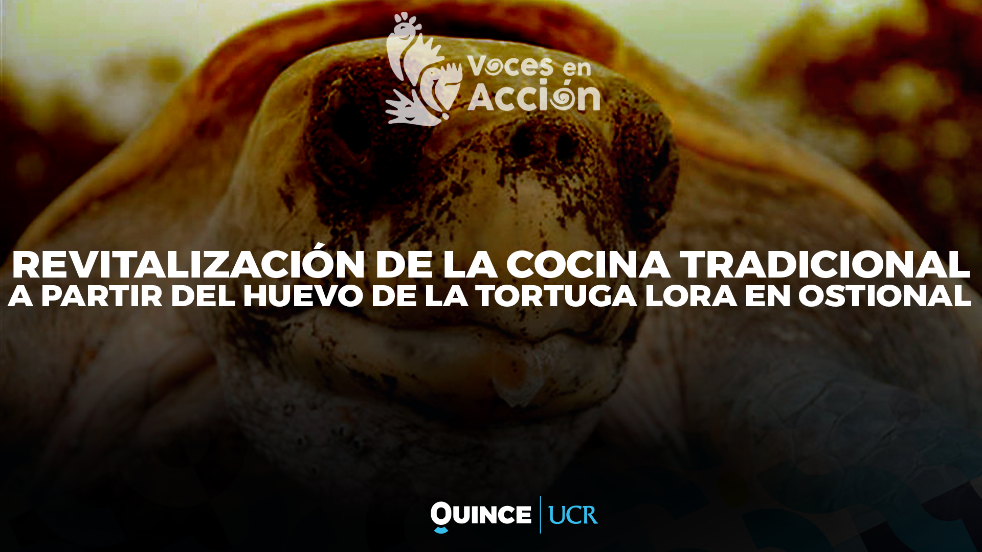 Voces en Acción: Huevo de tortuga Lora en Ostional