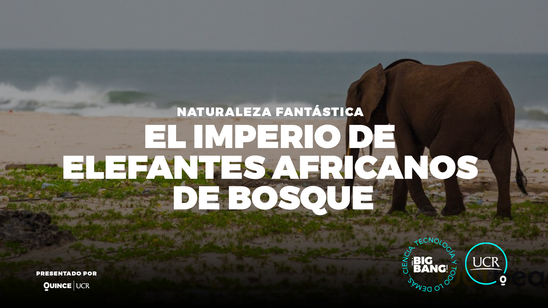 El imperio de elefantes africanos de bosque