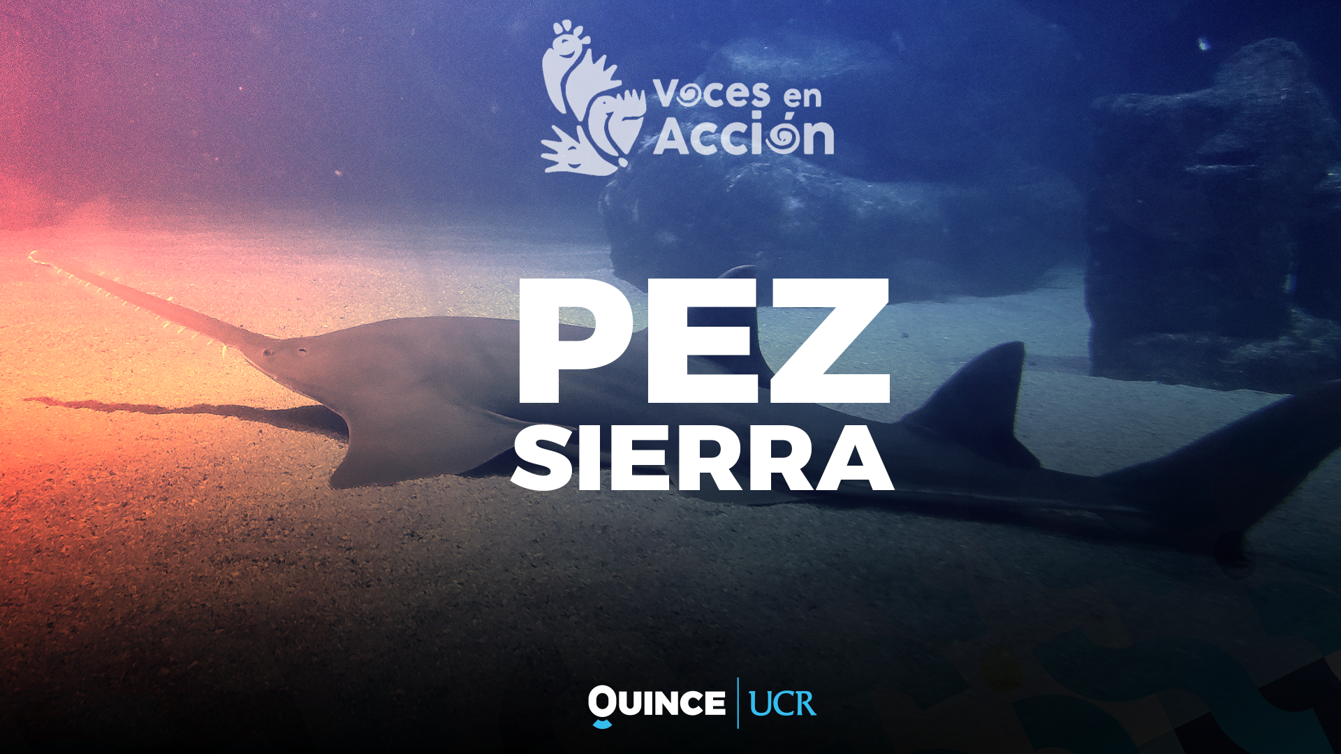 Voces en Acción: Pez Sierra