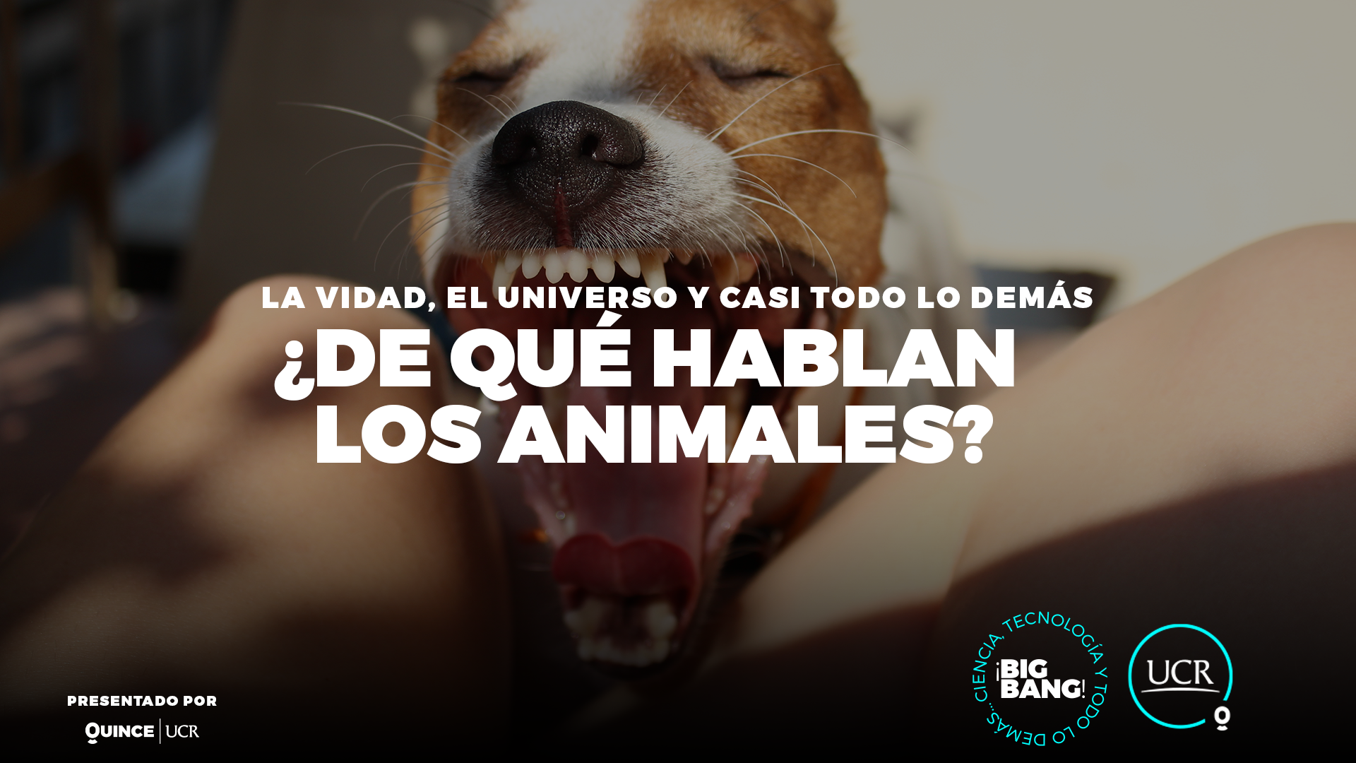 ¿De qué hablan los animales?