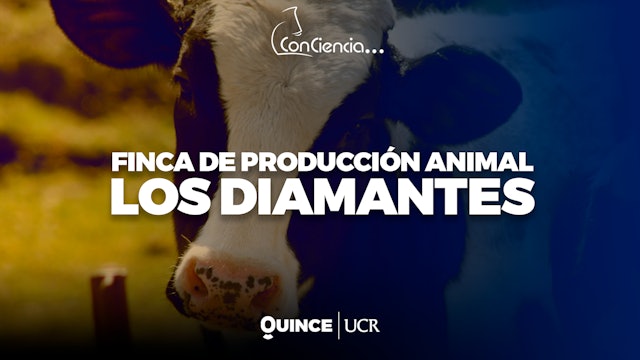 Conciencia: Finca de Producción Animal los Diamantes