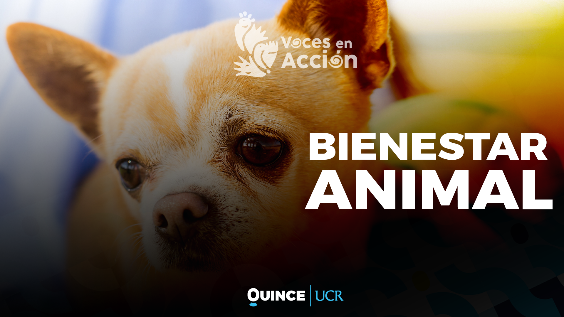 Voces en Acción: Bienestar animal