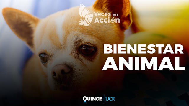 Voces en Acción: Bienestar animal