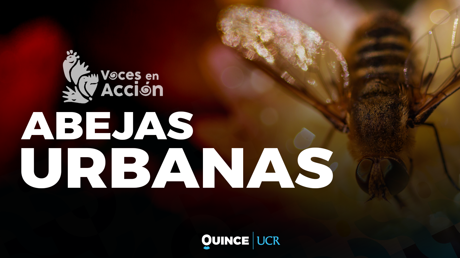 Voces en Acción: Abejas urbanas