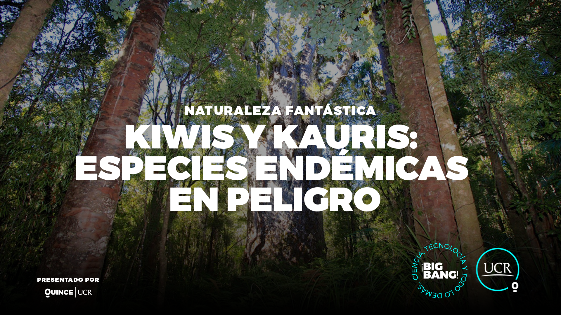 Kiwis y Kauris: Especies endémicas en peligro