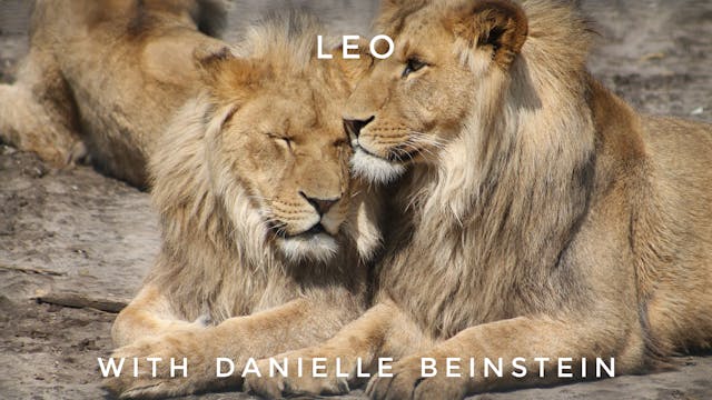 Leo: Danielle Beinstein