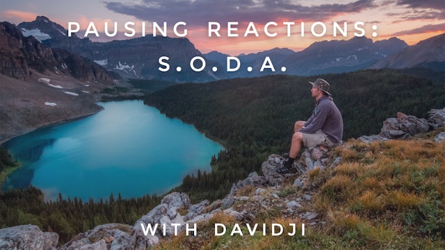 Pausing Reactions S.O.D.A: davidji