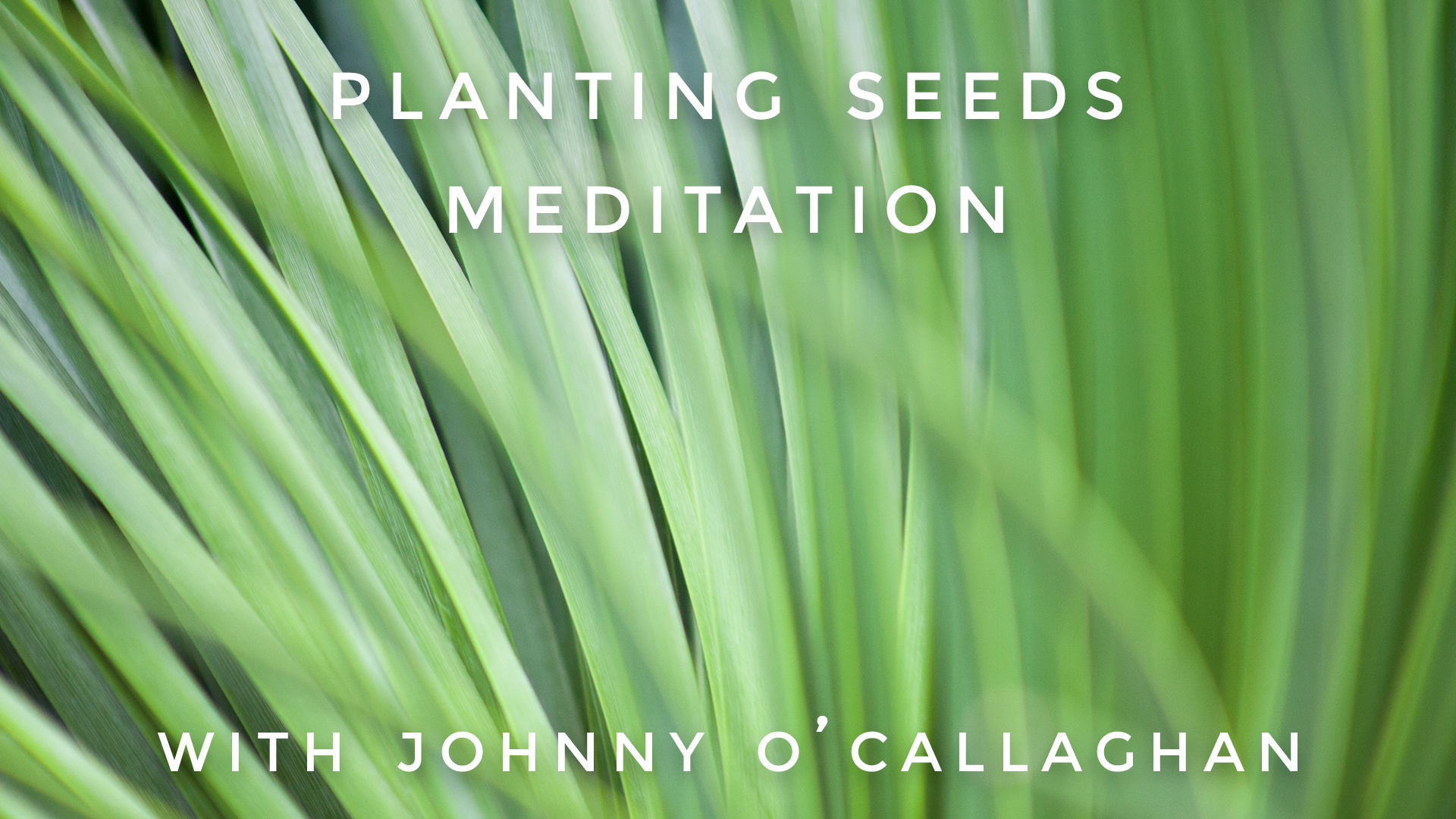 Planting Seeds Meditation: Johnny O'Callaghan