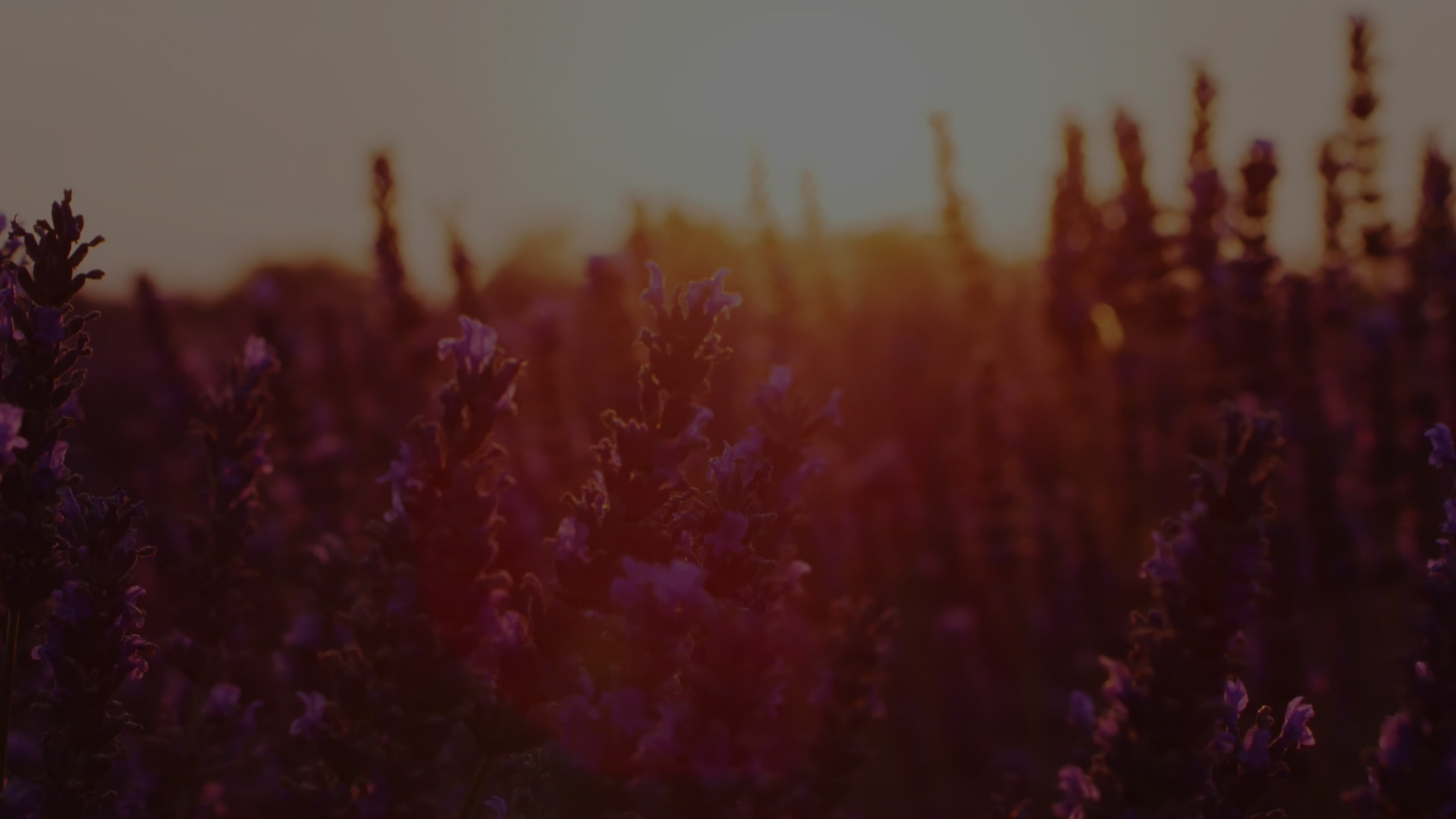 Sleep Story | Cultivate Inner Love