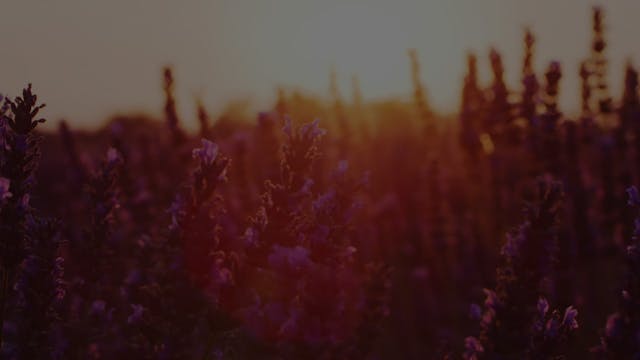 Sleep Story | Cultivate Inner Love