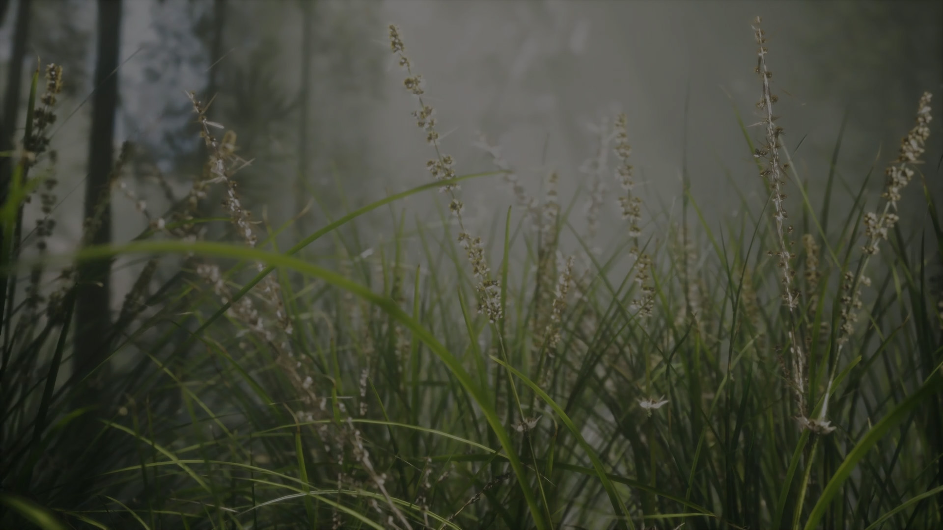 Sleep Story | Drop Expectations