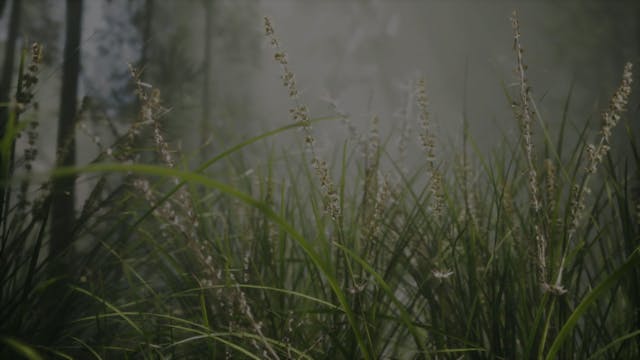 Sleep Story | Drop Expectations