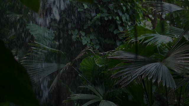 Soundscape | Rainforest 