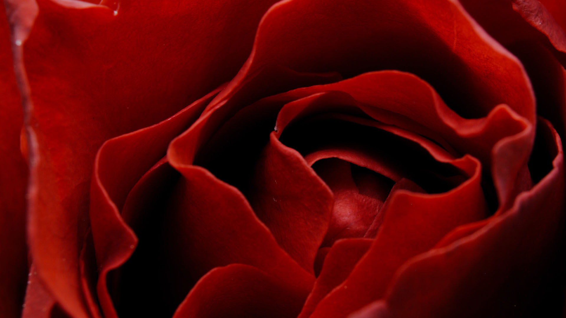 The Power of Love for Stress & Anxiety Relief