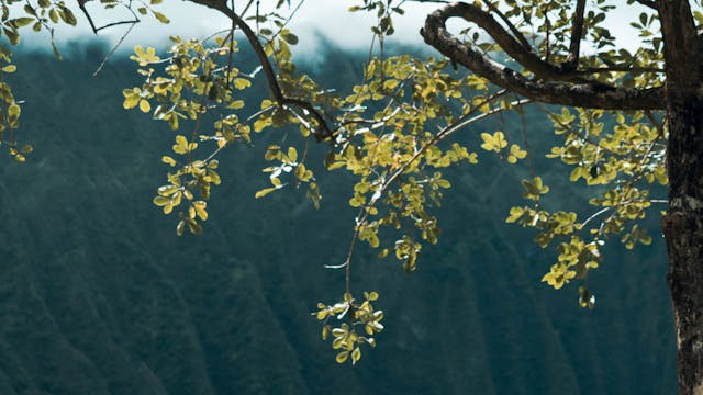 Connect With Your Spirit Guide & High...