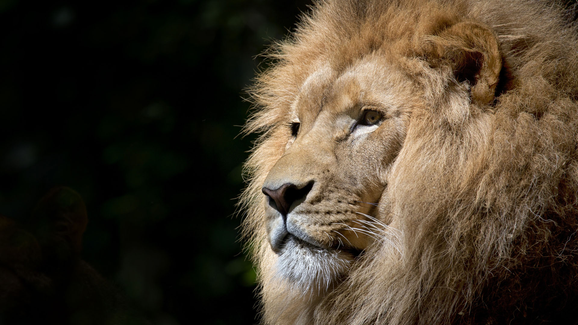 Lion's Strength & Courage