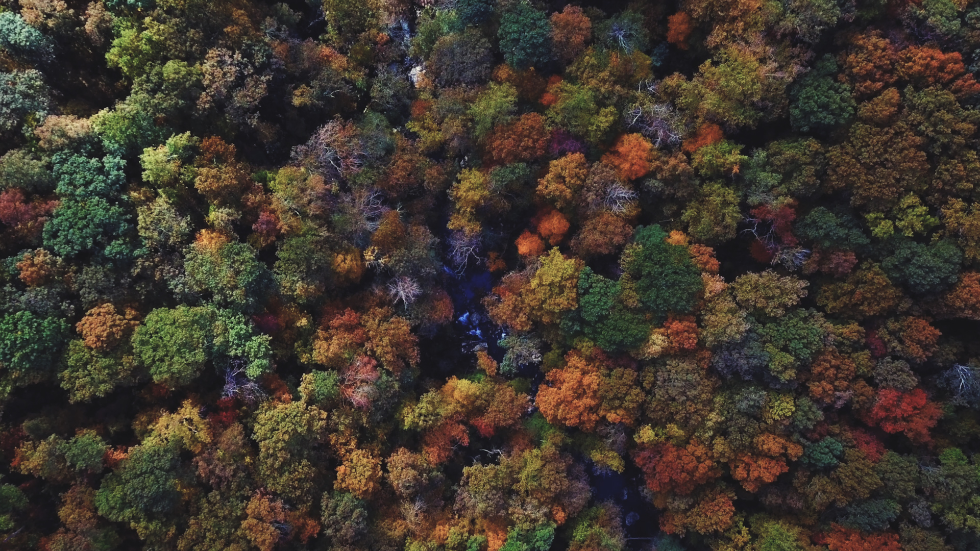 Meditation | Gratitude