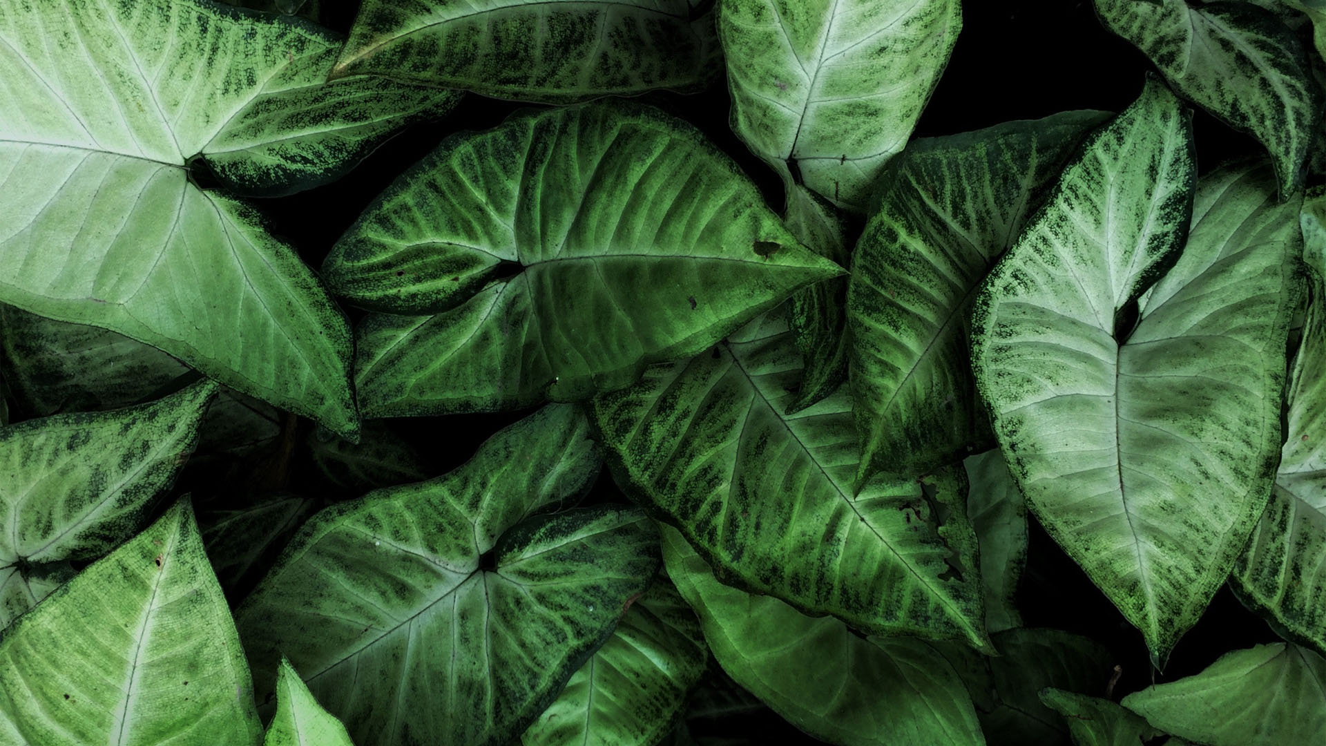 Wealth & Prosperity Affirmations