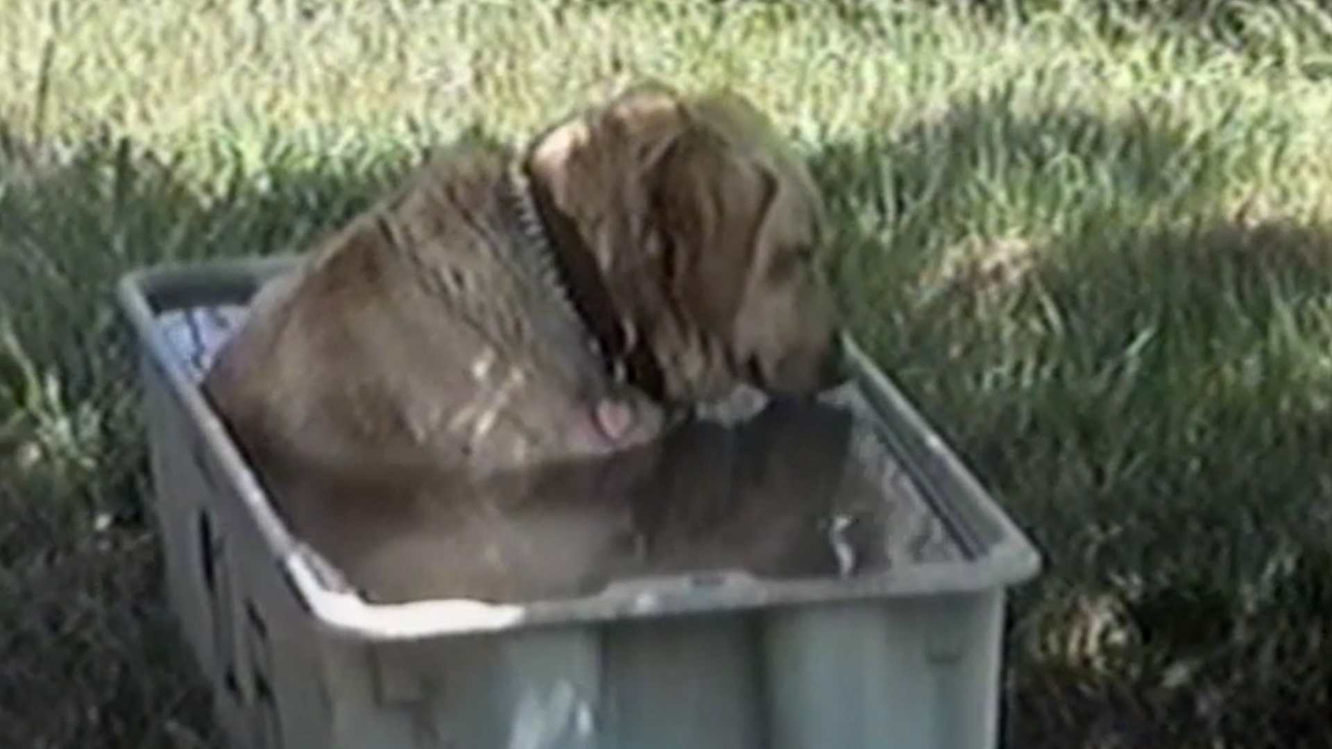 Funniest Pets & People: 208