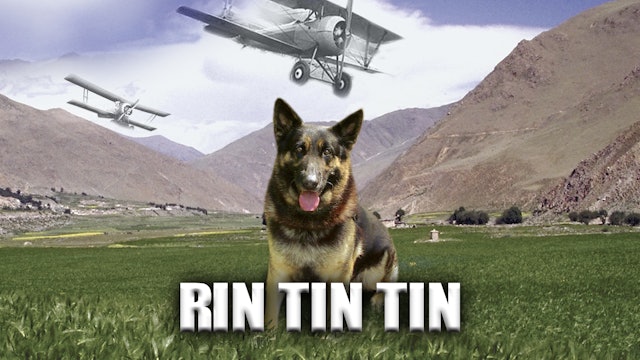 Finding Rin Tin Tin
